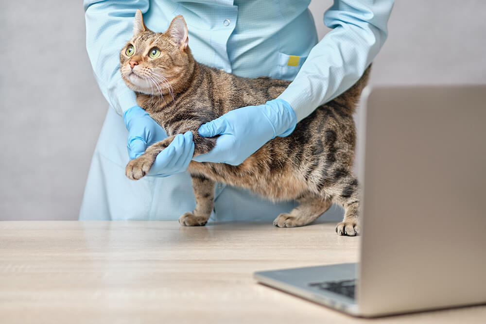 veterinario palpando gato en consulta online