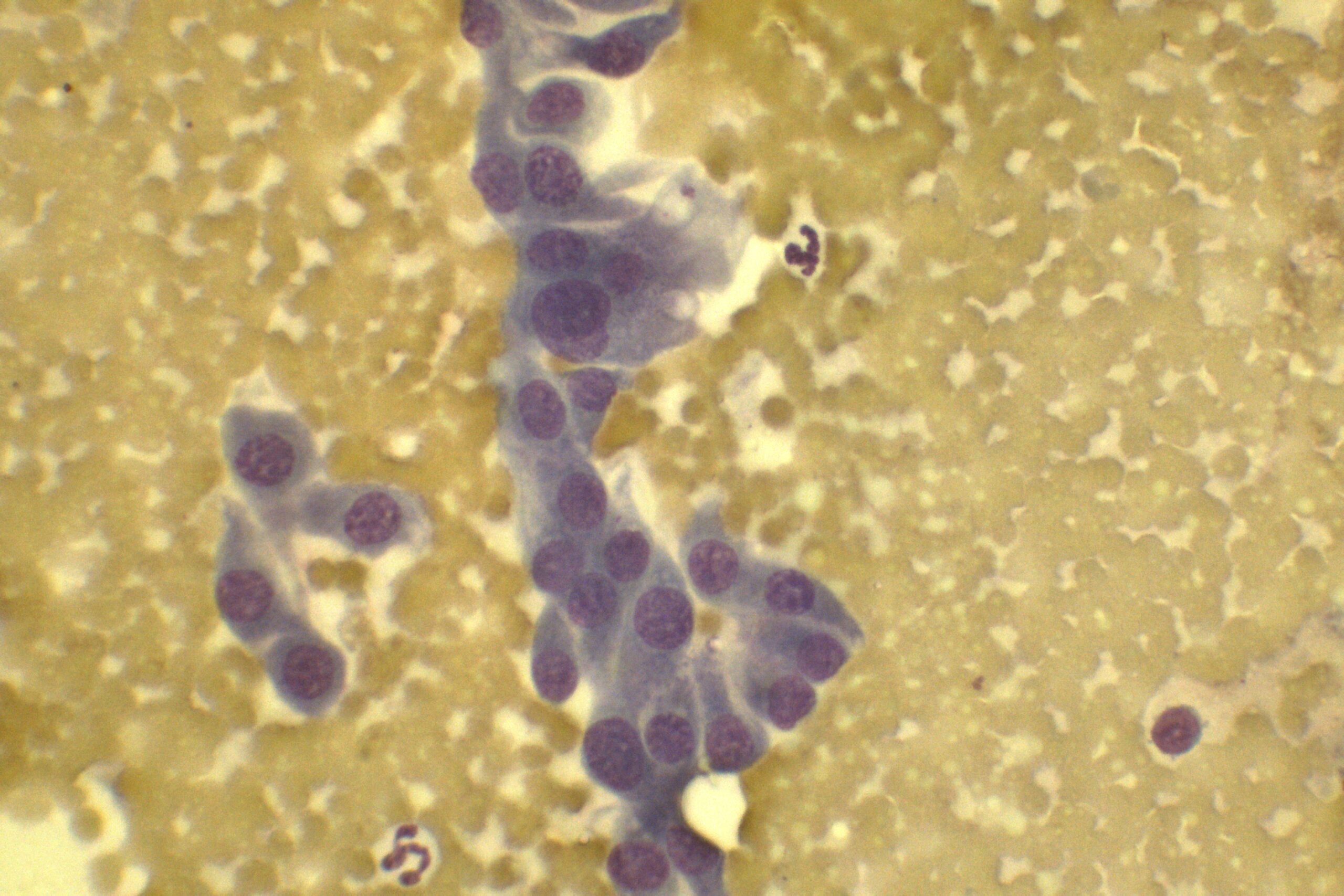 Cómo interpretar una citología veterinaria en tu propia clínica (y ganar autonomía diagnóstica)