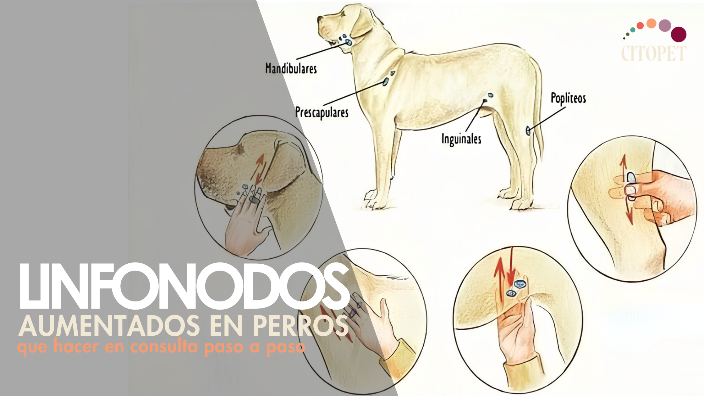 Linfonodos aumentados en perros: qué hacer en consulta paso a paso