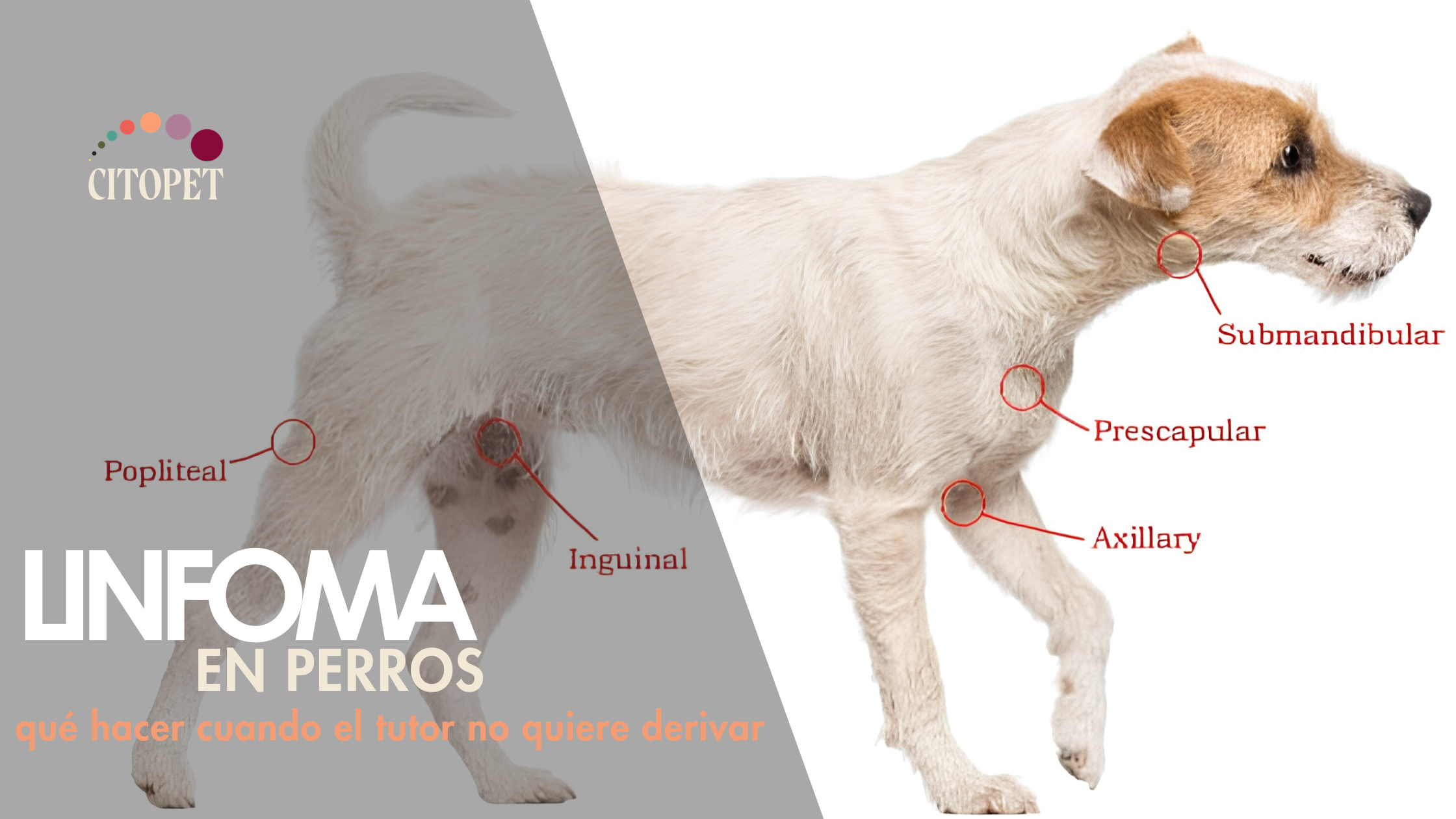 Linfoma en perros: qué hacer cuando el tutor no quiere derivar