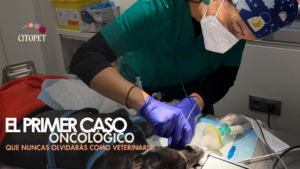 aprender oncología veterinaria