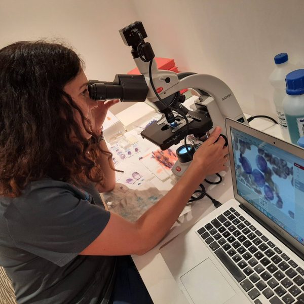 Sofía microscopio