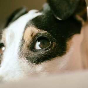 jack-russel-4961793_1920 jack-russel-4961793_1920
